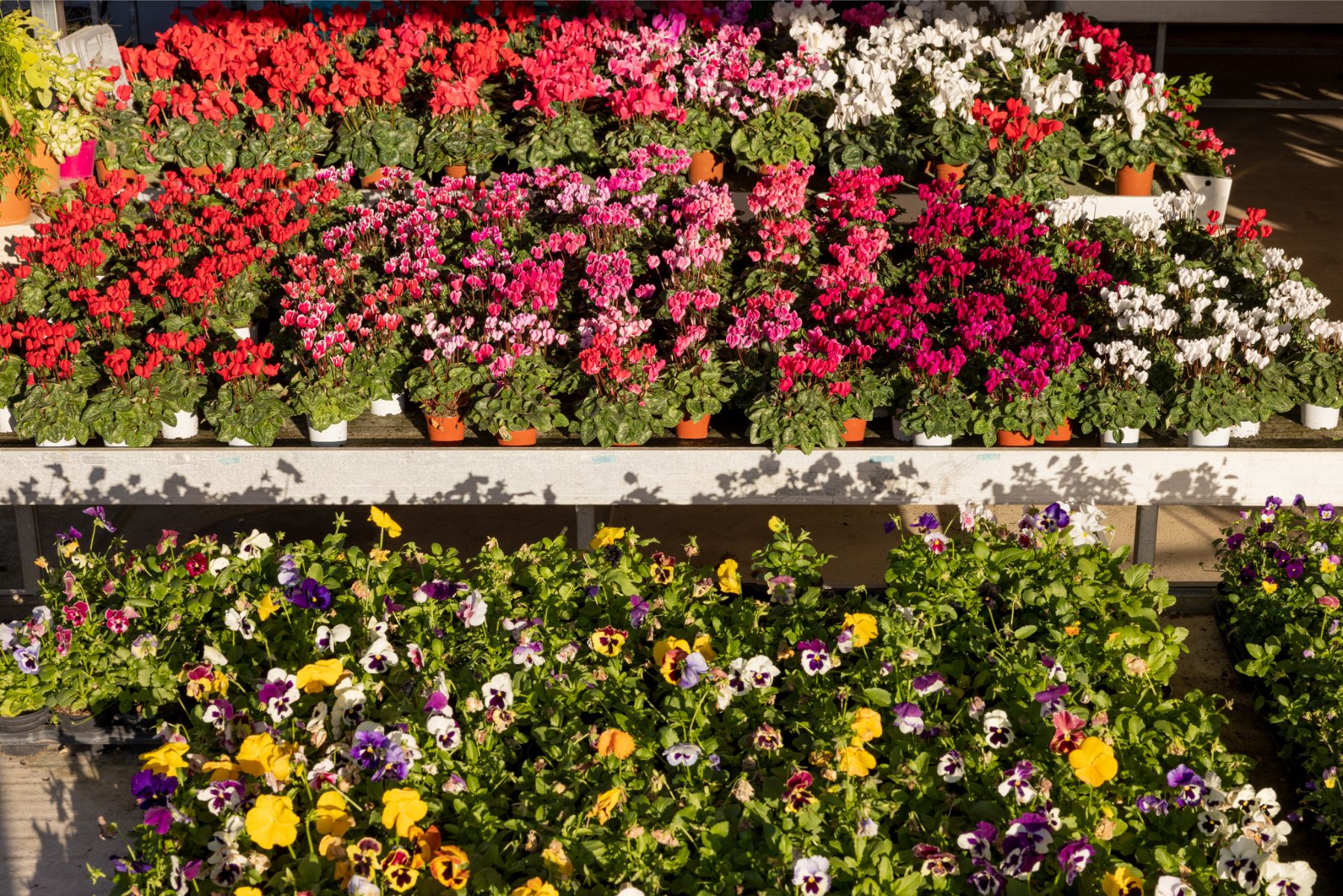 Ecoservice_Reparti_Gallery_Fiori_7