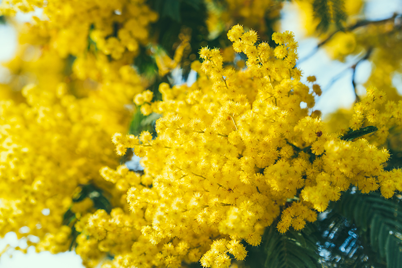 Festa della Donna - Ecoservices